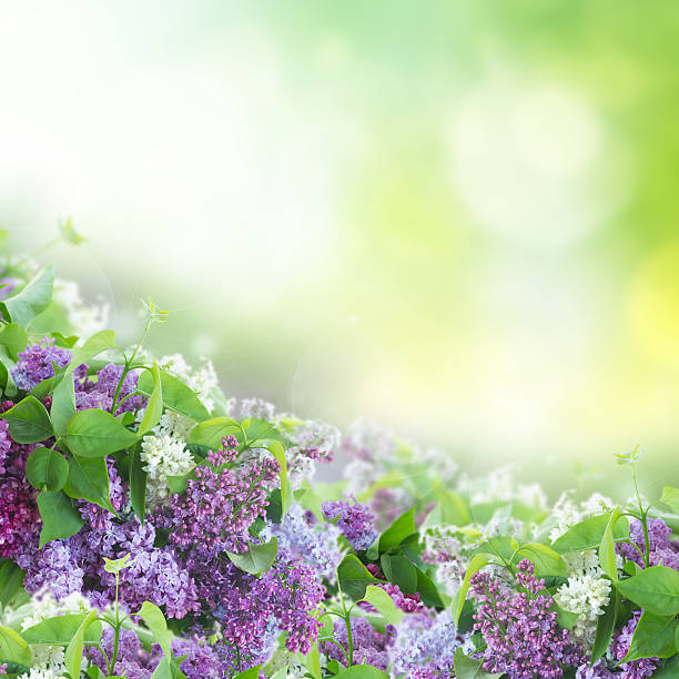 istock Bush of Lilac 502663404