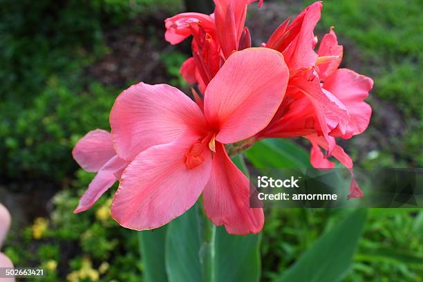 Closeup Canna Flowes On Nature Stock Photo - Download Image Now - Agriculture, Botany, Canna Lily