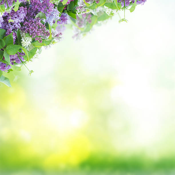 istock Bush of Lilac 502663430