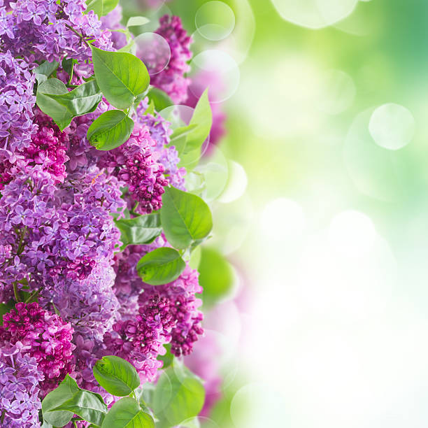 istock Bush of Lilac 502663474