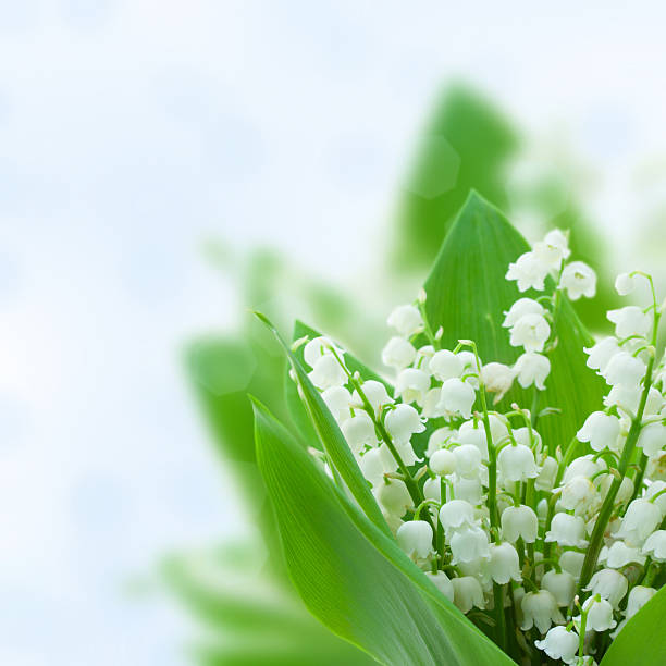 istock lilly of the valley flowers 502663606