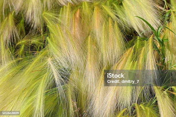 フェザーの芝生 - Feather Grassのストックフォトや画像を多数ご用意 - Feather Grass, イネ科, ステップ地帯