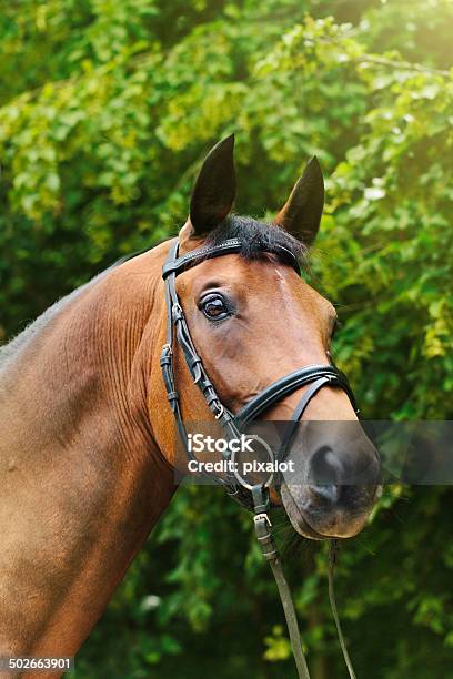 Foto de Retrato De Cavalo e mais fotos de stock de Adestramento - Adestramento, Arreio, Baio