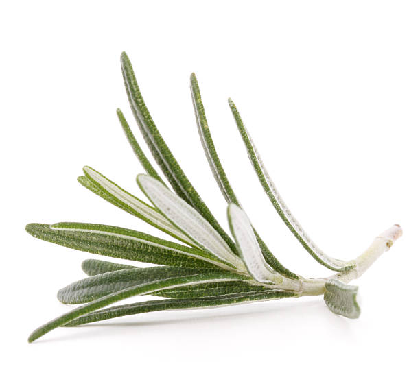 istock rosemary herb spice leaves isolated on white background cutout 502663979