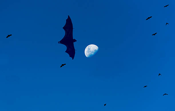 Flying Foxes and the Moon stock photo