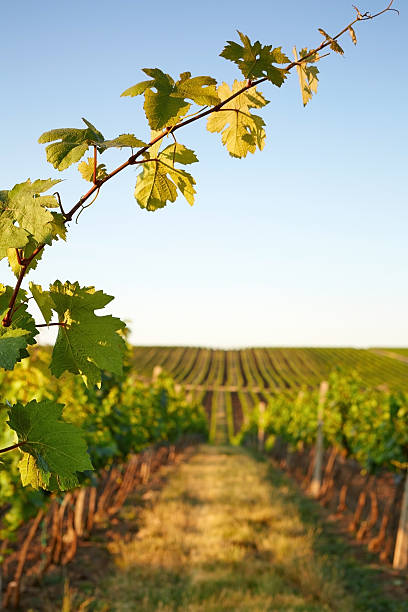 istock Photo vine leaves in the background view on vineyard 502664697
