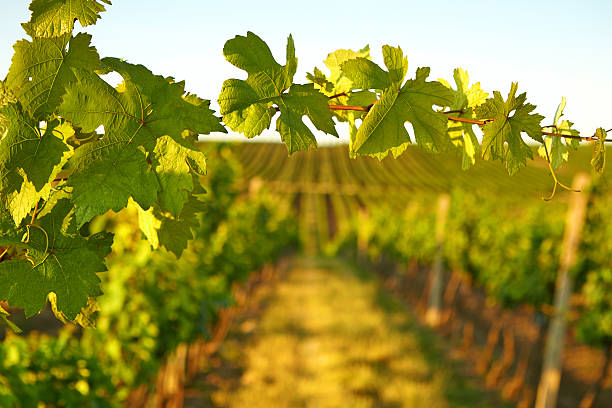 istock Photo vine leaves in the background view on vineyard 502664701