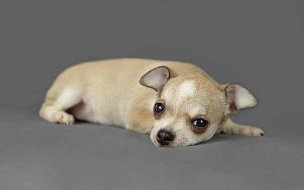 istock Cute pure breed chihuahua puppy 502664741