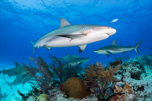 Caribbean reef sharks in Bahamas