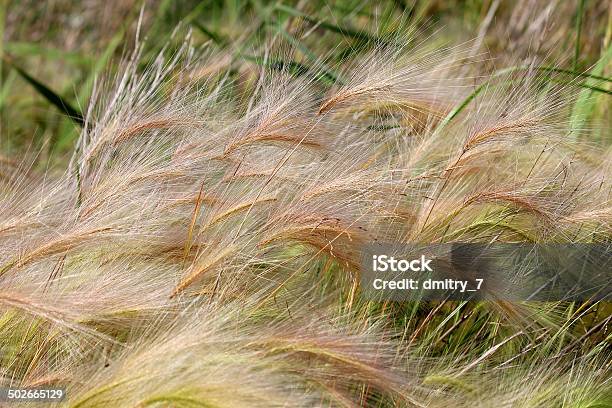 깃털 잔디 0명에 대한 스톡 사진 및 기타 이미지 - 0명, Feather Grass, 꽃-꽃의 구조