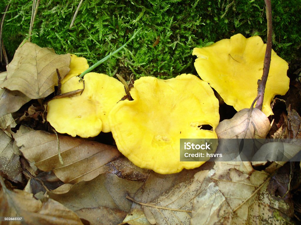 golden chanterelle Autumn Stock Photo