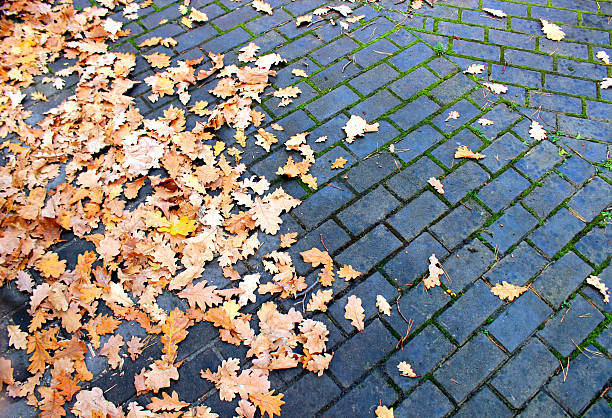 istock Autumn leaves on pavement 502665275