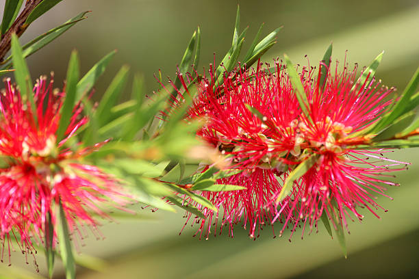 Image of red bottlebrush flowers (Callistemon citrinus), bottle brush plant Photo showing the bright red flowers on a bottlebrush / bottle brush plant.  The Latin name for this particular species of exotic, tropical plant is: Callistemon citrinus. red flower trees callistemon citrinus stock pictures, royalty-free photos & images