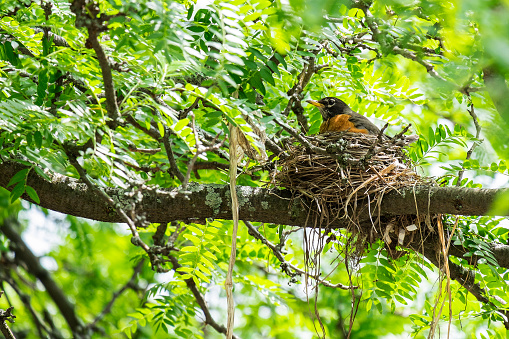 Adult Robin Sitting in Her Nest 