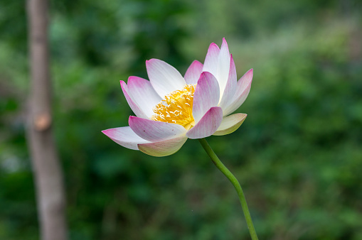 Lotus Flower taken on the pond