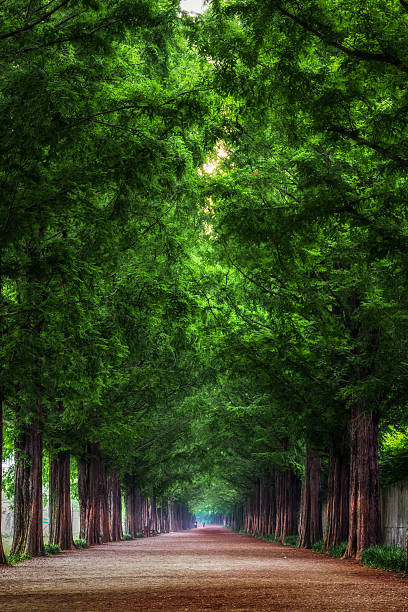 istock damyang metasequoia road 502665523