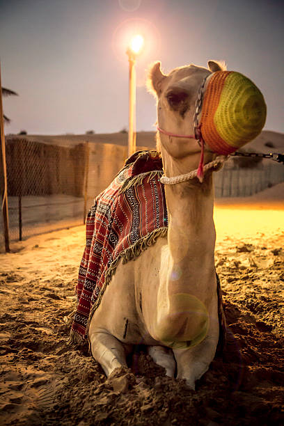 istock Camel relaxing in the desert 502665723