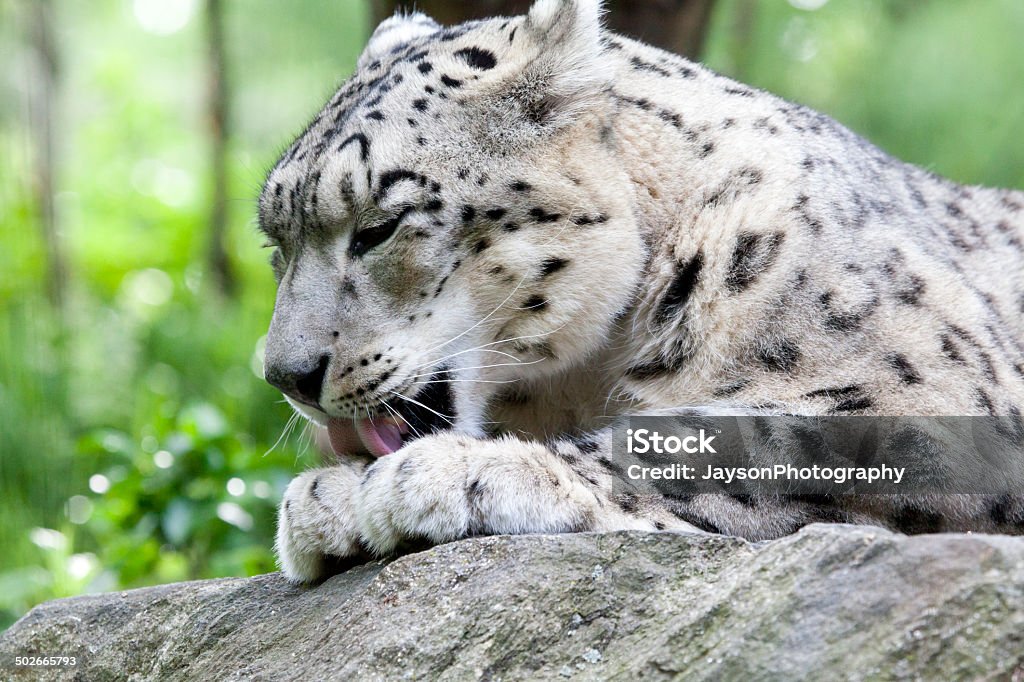 Leopardo Ártico - Foto de stock de Leopardo royalty-free