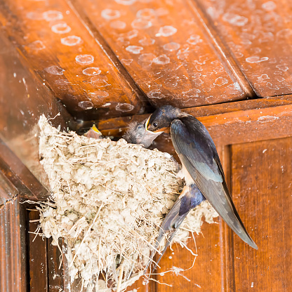 Swallow (Hirundo rustica) with very hungry chicks