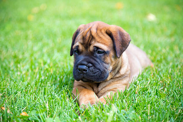 istock Bullmastiff puppy lying on a lawn 502666438
