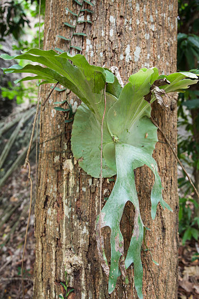 Big staghorn fern Big staghorn fern sponger stock pictures, royalty-free photos & images