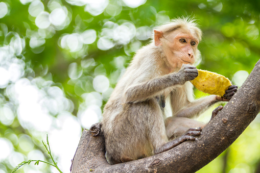 Indian monkey eating mango on tree