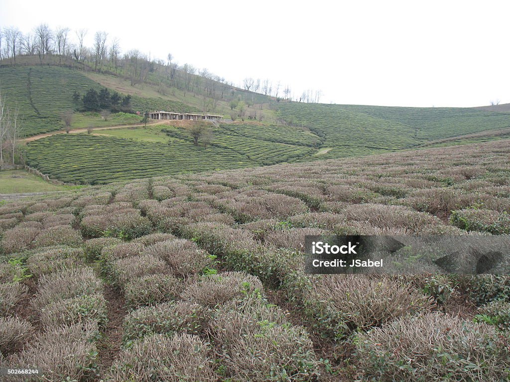 Tea Plantations, Lahijan 2 The famous tea plantations near Lahijan, Iran 2015 Stock Photo