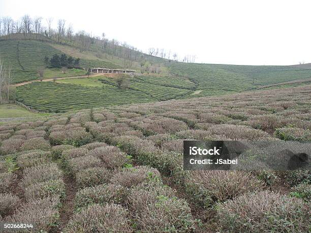 Tea Plantations Lahijan 2 Stock Photo - Download Image Now - 2015, Agriculture, Camellia sinensis