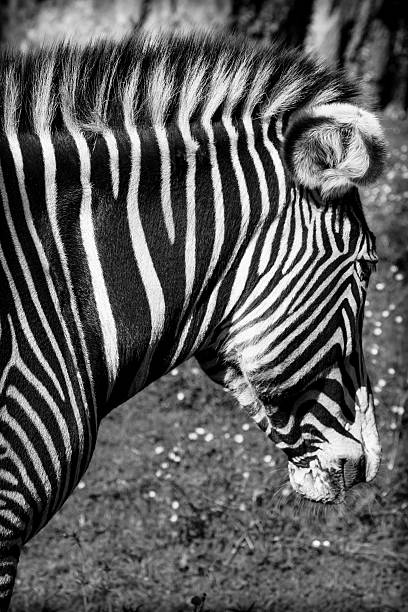 istock beautiful African zebra in his natural environment 502668538