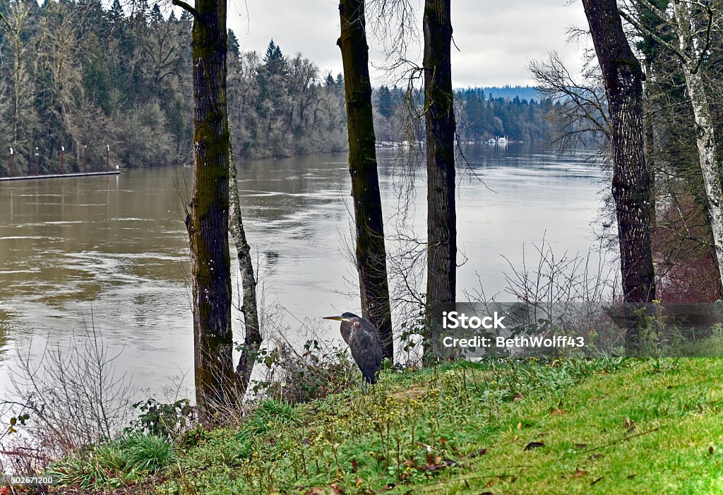 Blue Heron on the bank of swollen Willamette River A Blue Heron standing on the river bank of the swollen Willamette River after record breaking rain in the Pacific North West.    Wilsonville Stock Photo