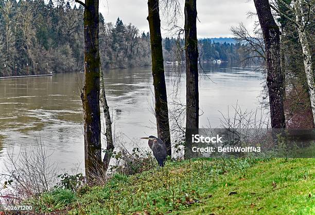 Blue Heron On The Bank Of Swollen Willamette River Stock Photo - Download Image Now - Wilsonville, Oregon - US State, 2015