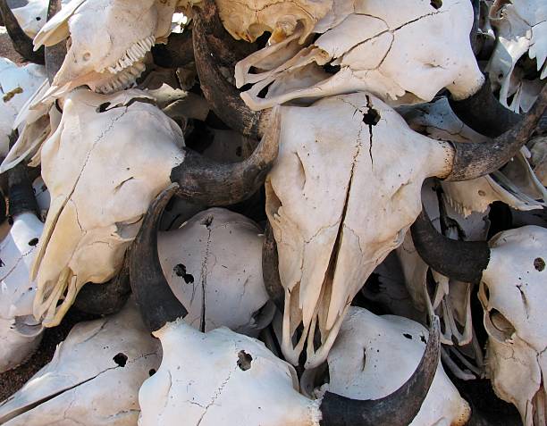 istock Pile of cow skulls 502671276