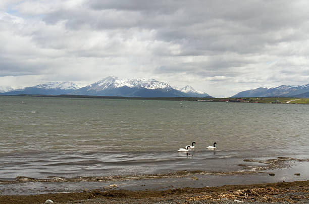 istock Black neck swans, Puerto Natales, Chile 502671484
