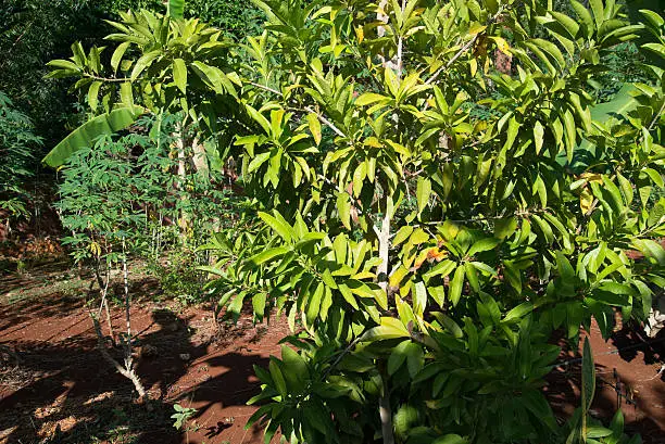 Allspice tree plant in Yucatan Mexico.