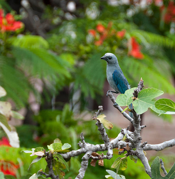 istock Blue-Gray Tanager Bird In Peru 502671906