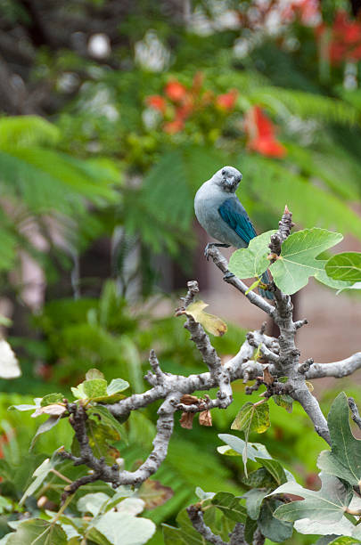 istock Blue-Gray Tanager Bird In Peru 502671946