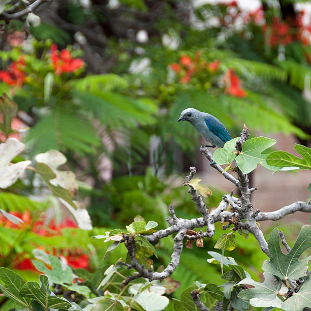 istock Blue-Gray Tanager Bird In Peru 502672006