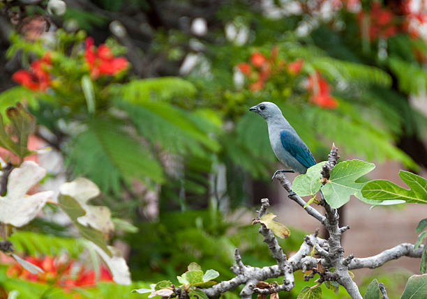 istock Blue-Gray Tanager Bird In Peru 502672048