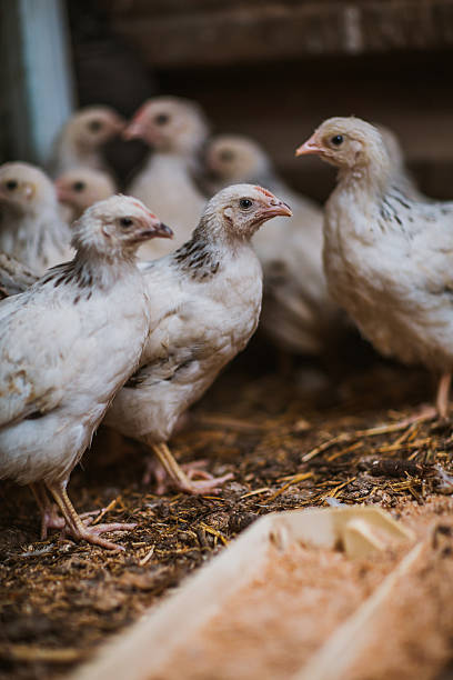 istock Eating hens near coop 502672688