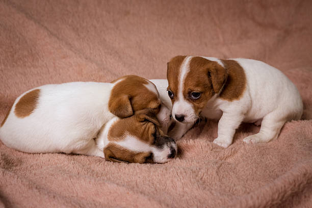 istock Jeck russell terrier 502672850