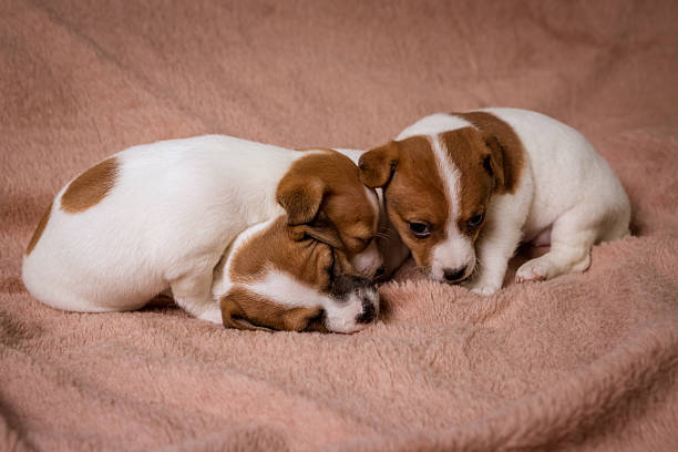 istock Jeck russell terrier 502672860