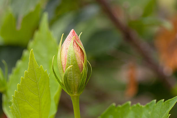 istock Green and rose plant 502675418