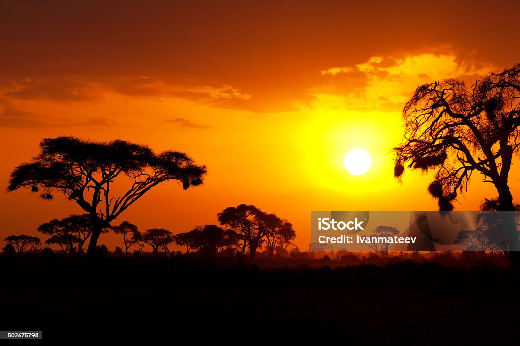 Atardecer africano típico - Foto de stock de Puesta de sol libre de derechos