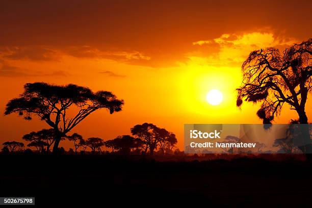 Atardecer Africano Típico Foto de stock y más banco de imágenes de Puesta de sol - Puesta de sol, África, Sabana - Paisaje bioclimático