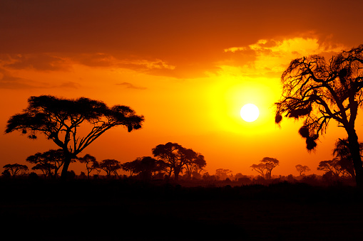 Typical african sunset with acacia trees in Masai Mara, Kenya
