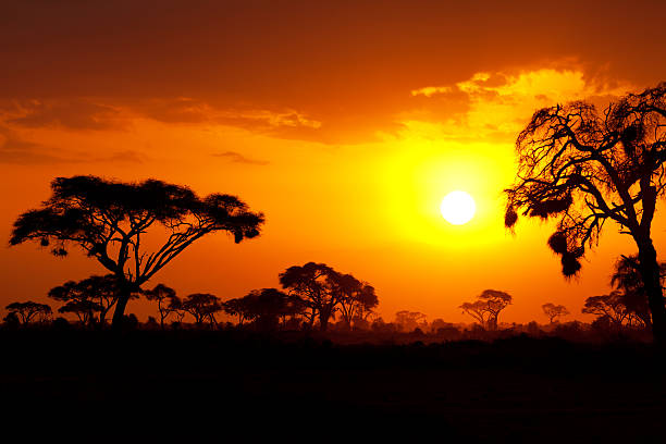 типичные африканского закат - masai mara national reserve sunset africa horizon over land стоковые фото и изображения