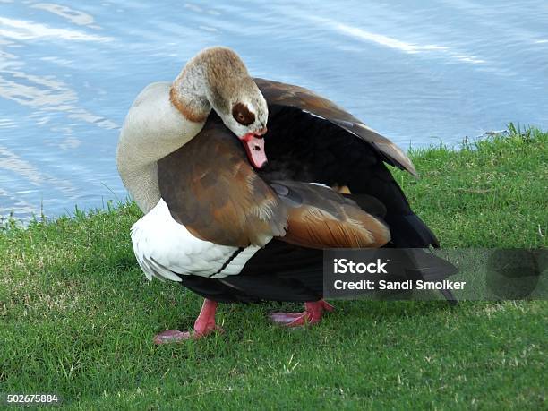 Egyptian Goose Stock Photo - Download Image Now - 2015, Animal Wildlife, Bird