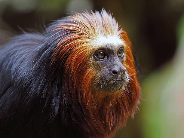 lion tamarin - tamarin neuweltaffen und hundsaffen stock-fotos und bilder