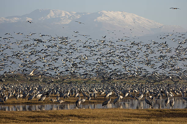istock Birds Flying and a Snowy Mountain 502683945