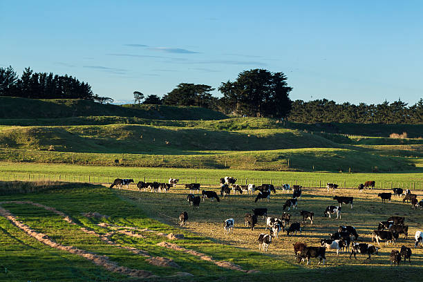 istock Winter Farming Management 502684135